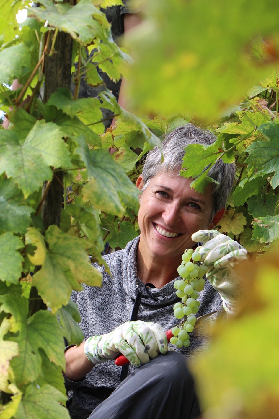 Szőlőfürt, egészséges táplálkozás illusztráció